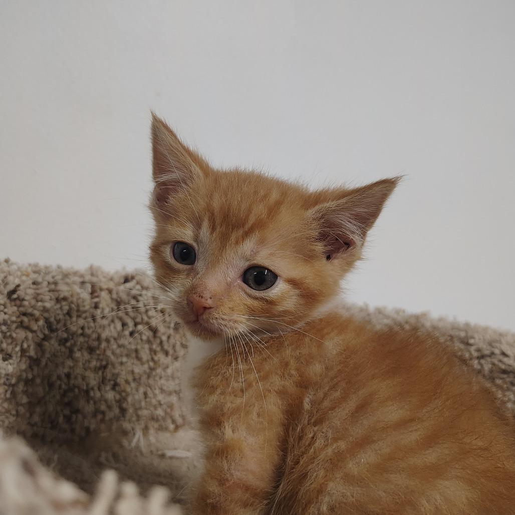 Enlarge Harrison, a Adoptable Domestic Short Hair in Springtown, TX image 3/4