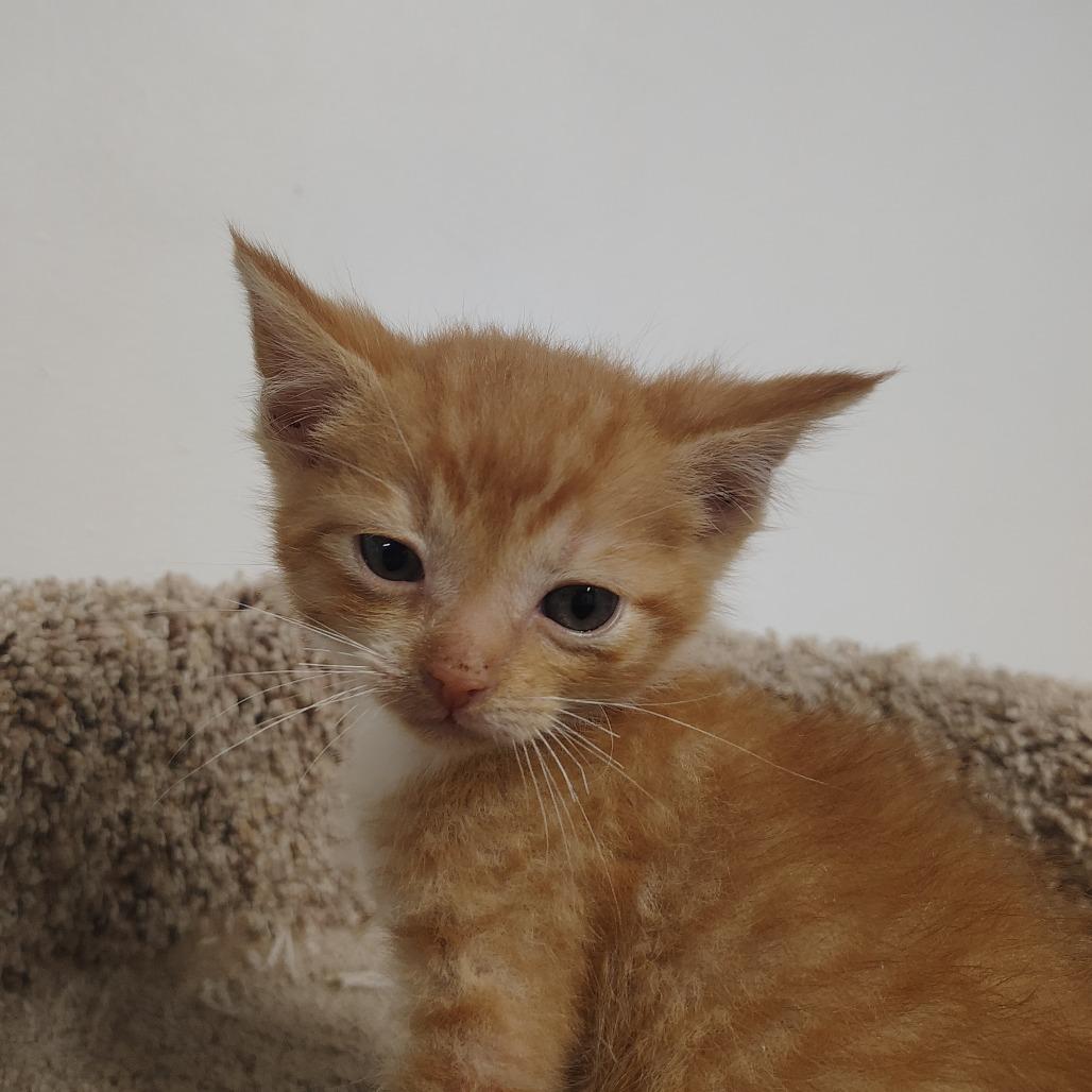 Enlarge Harrison, a Adoptable Domestic Short Hair in Springtown, TX image 4/4