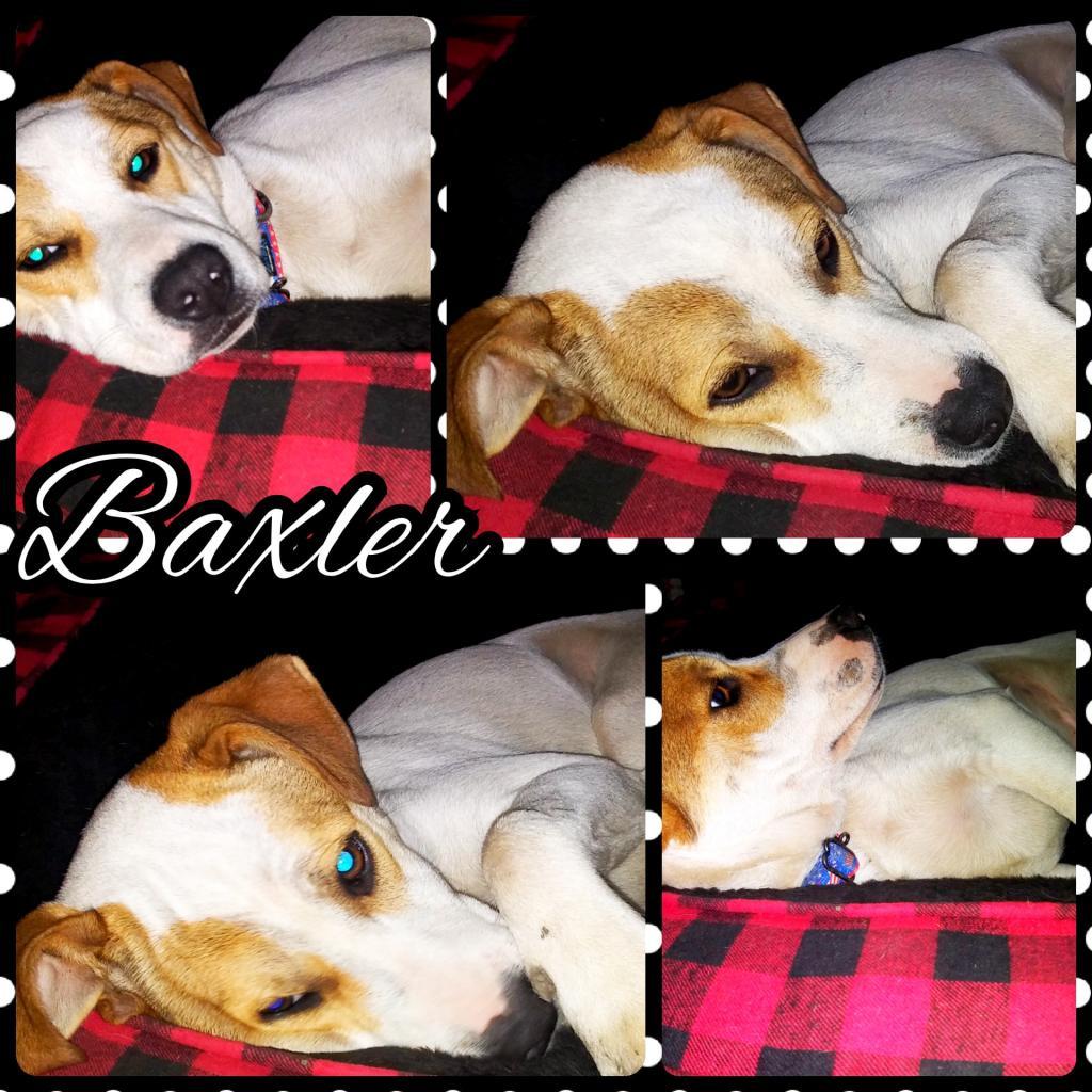 Baxler Garland, Adoptable, Senior Male Mixed Breed.