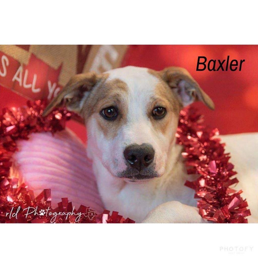Enlarge Baxler Garland, a Adoptable Mixed Breed in Allen, TX image 3/6