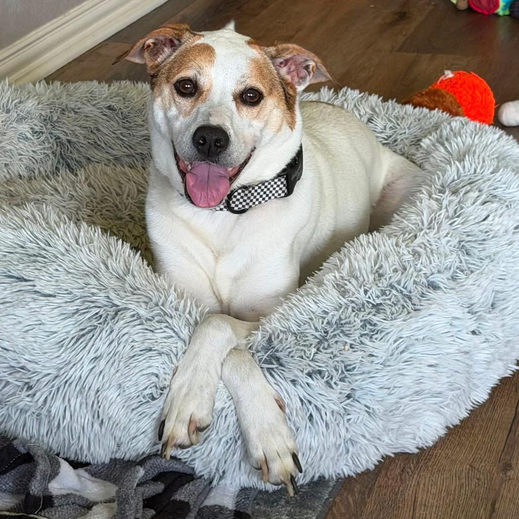 Enlarge Baxler Garland, a Adoptable Mixed Breed in Allen, TX image 4/6