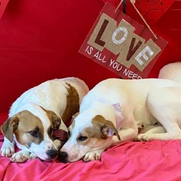 Enlarge Baxler Garland, a Adoptable Mixed Breed in Allen, TX image 5/6