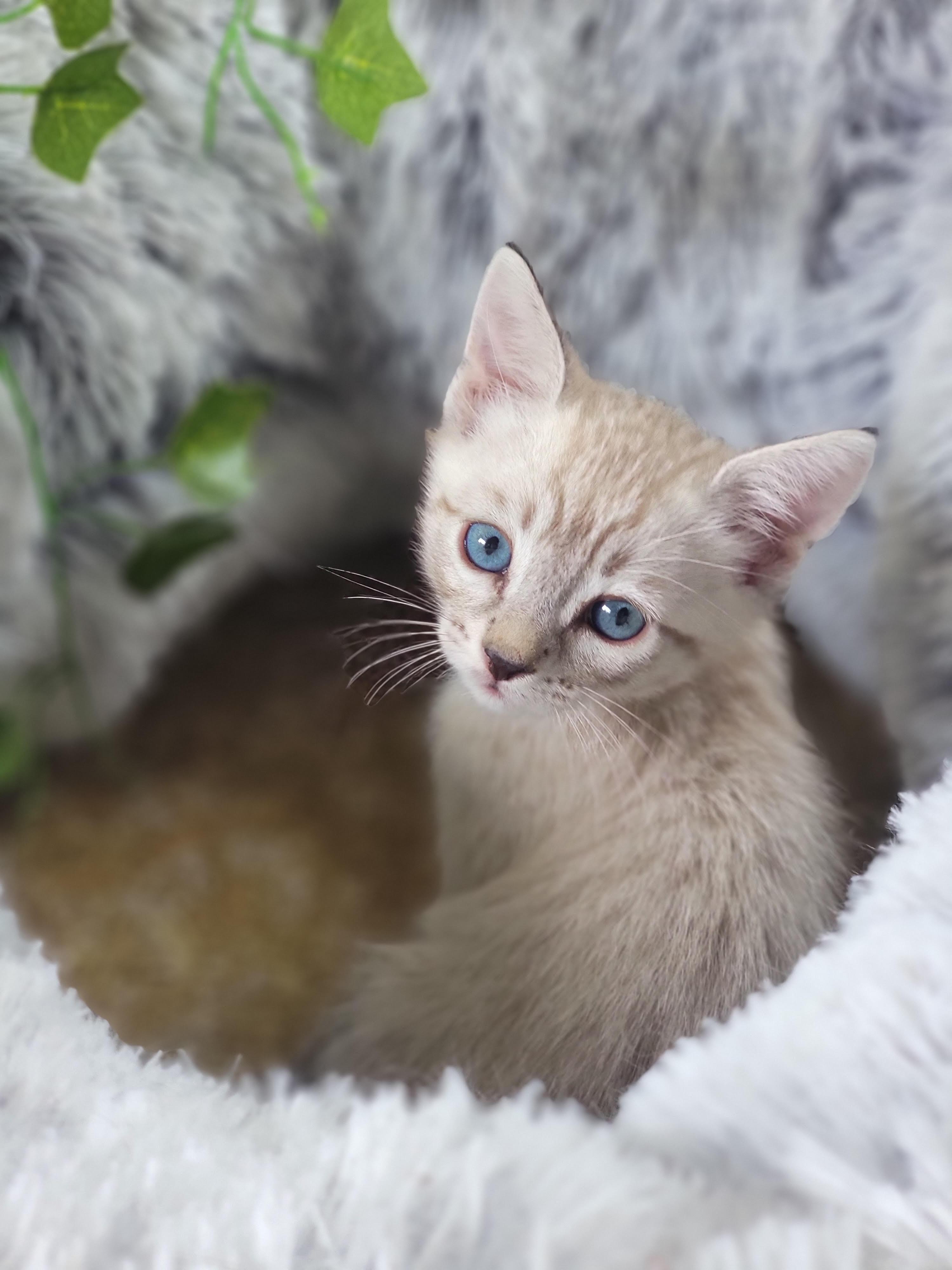 Phil, Adoptable, Kitten Male Domestic Short Hair & Siamese.