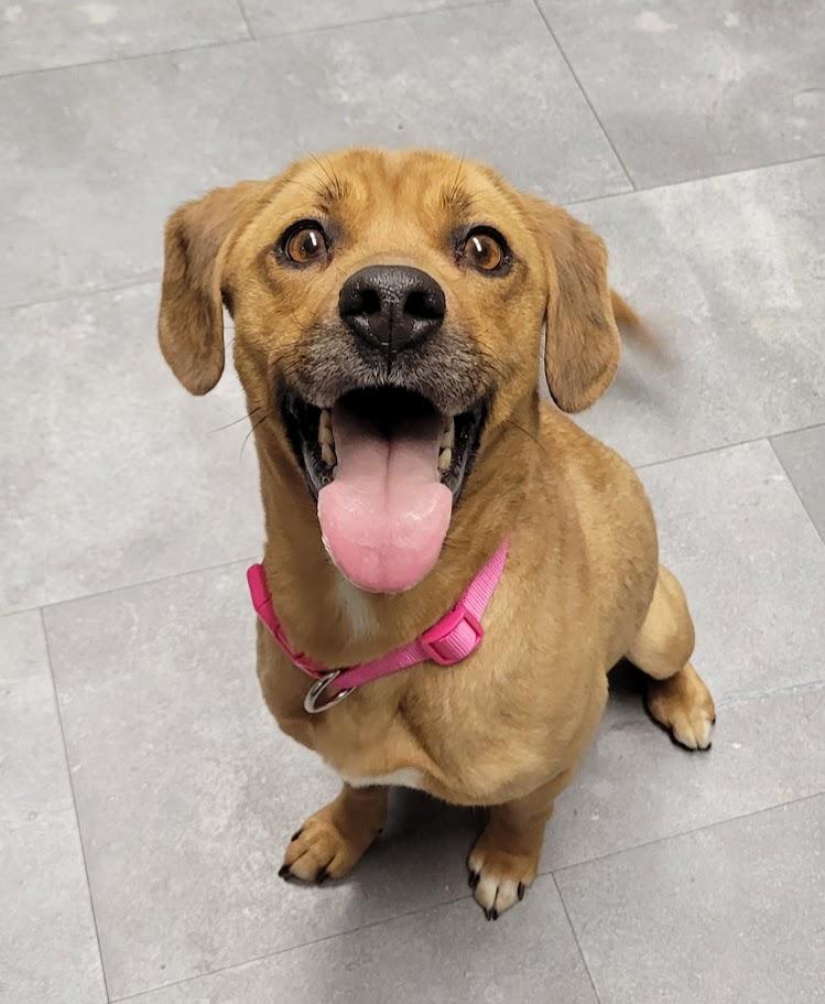 Enlarge Bean, a ADOPTABLE mixed breed in Lisbon, OH image 1/4