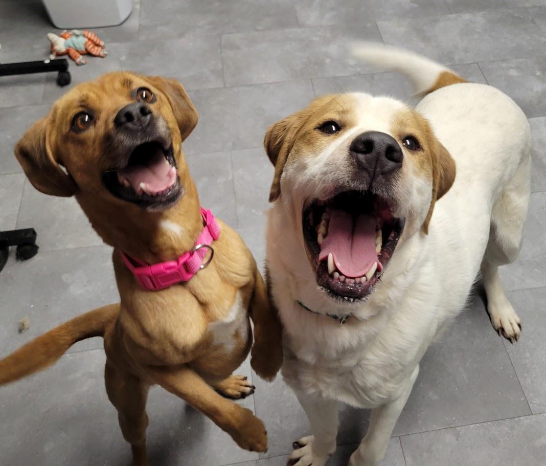 Enlarge Bean, a ADOPTABLE mixed breed in Lisbon, OH image 3/4