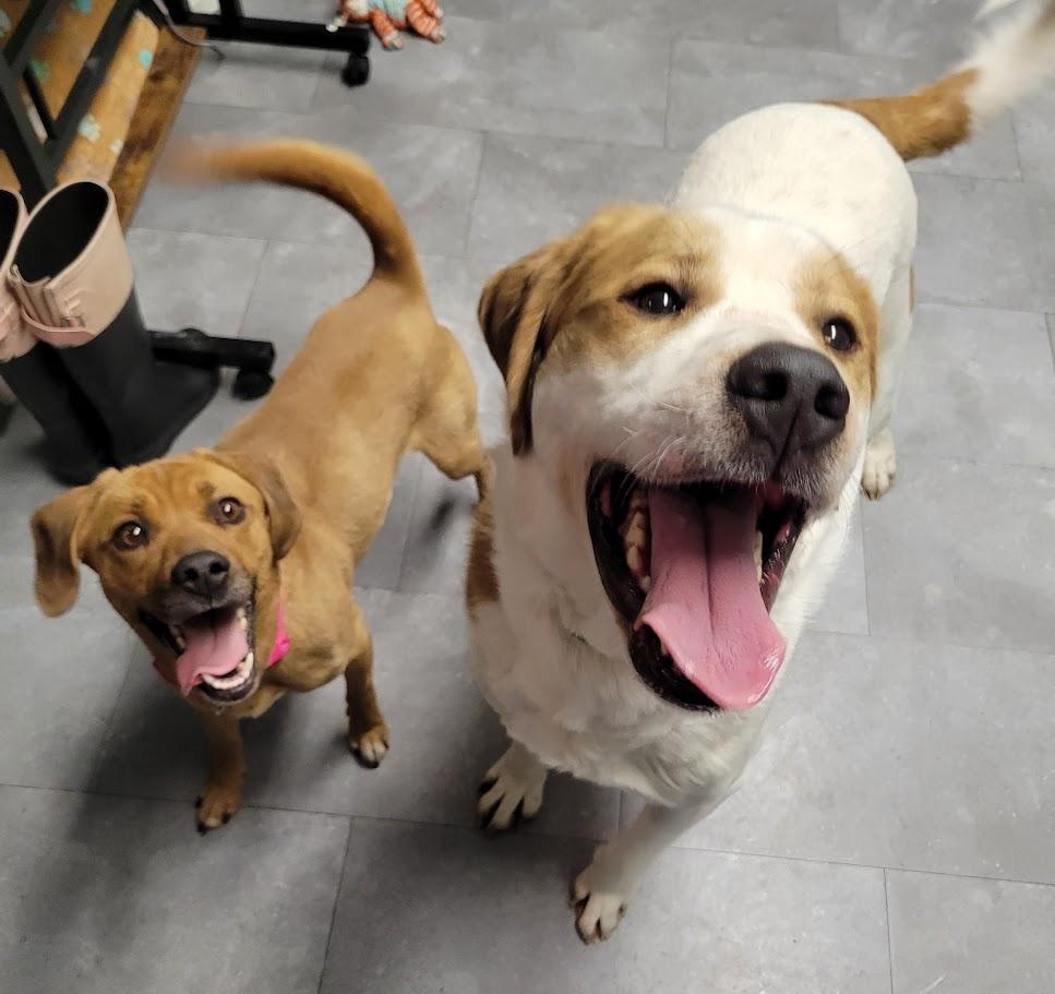 Enlarge Bean, a ADOPTABLE mixed breed in Lisbon, OH image 4/4