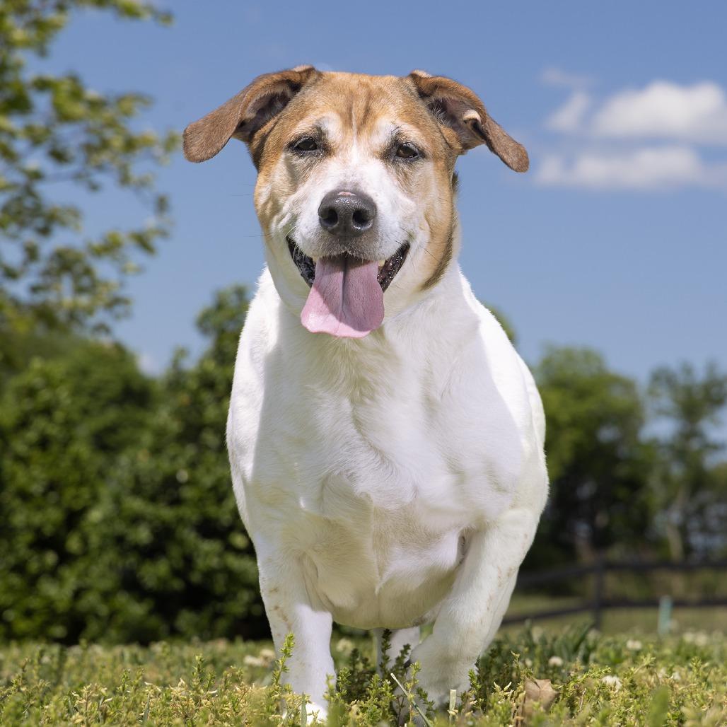 Enlarge Chief, a Adoptable Mixed Breed in Franklin, TN image 1/3
