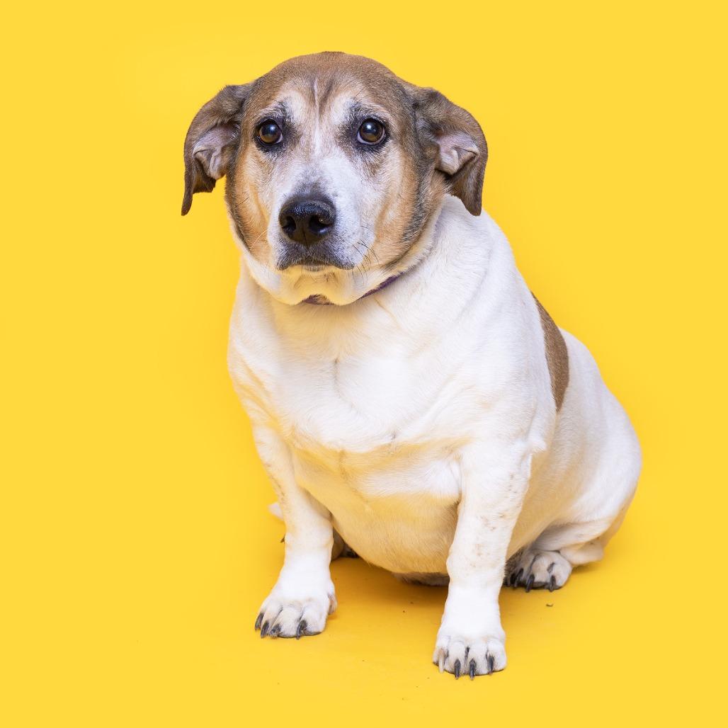 Enlarge Chief, a Adoptable Mixed Breed in Franklin, TN image 2/3