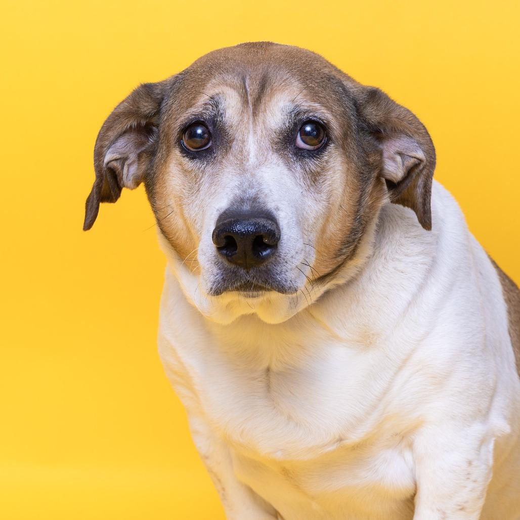 Enlarge Chief, a Adoptable Mixed Breed in Franklin, TN image 3/3