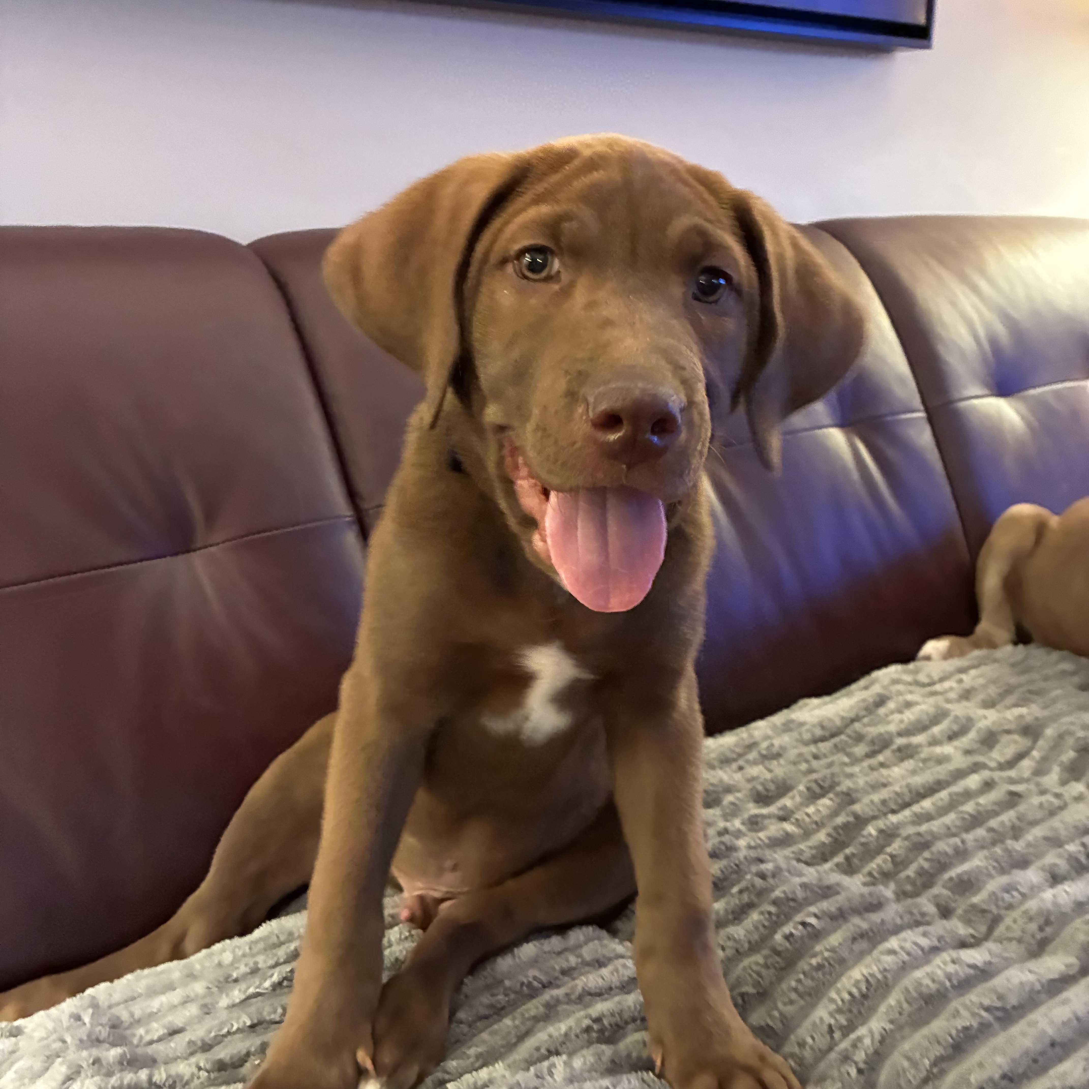 Aspen - ADOPTED, adopted, Puppy Male Labrador Retriever.