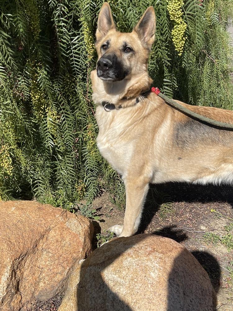 Lady Bug, Adopted, Young Female German Shepherd Dog.