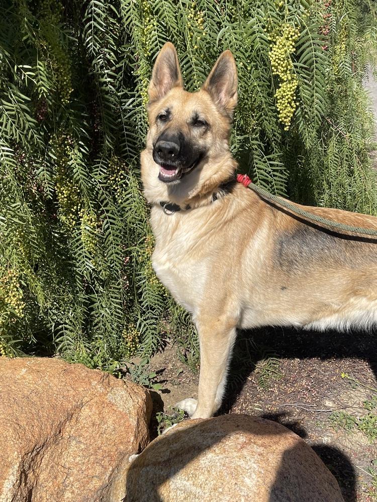 Lady Bug, Adopted, Young Female German Shepherd Dog.