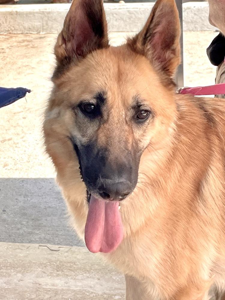 Enlarge Lady Bug, a Adopted mixed breed in Jamul, CA image 3/6