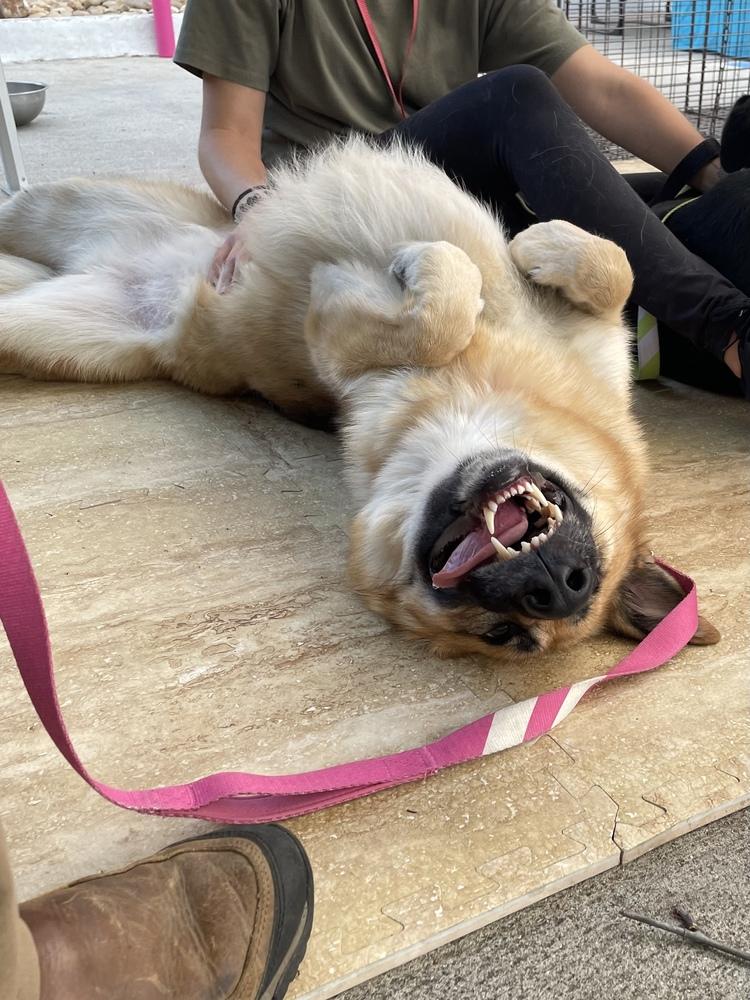 Enlarge Lady Bug, a Adopted mixed breed in Jamul, CA image 4/6