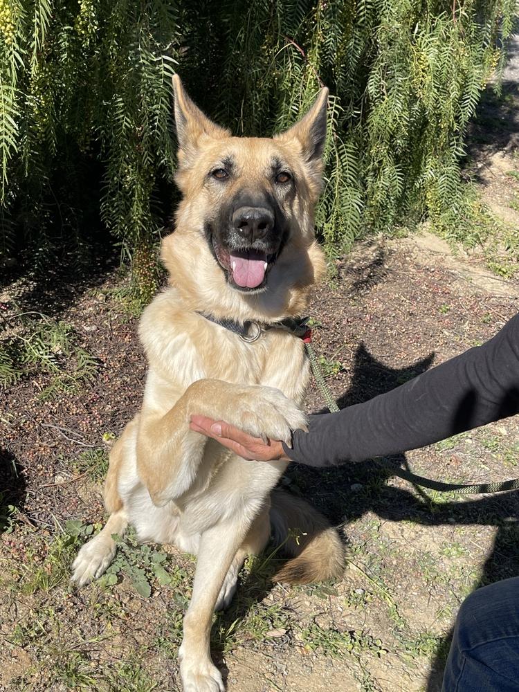 Enlarge Lady Bug, a Adopted mixed breed in Jamul, CA image 5/6