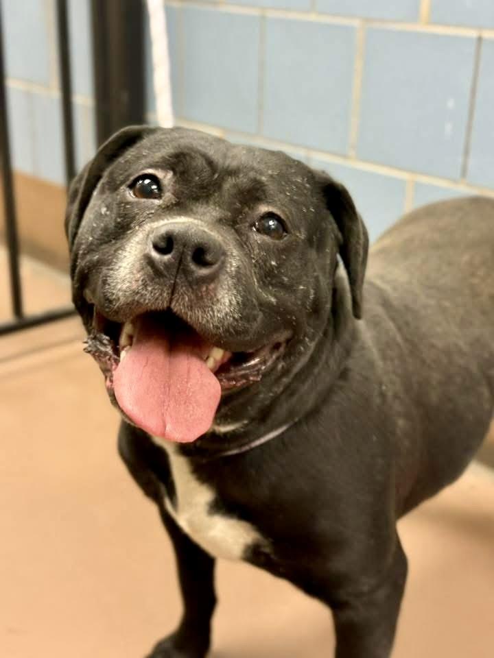 Fa La La La, a ADOPTABLE Pit Bull Terrier in Chicago, IL image 4/5