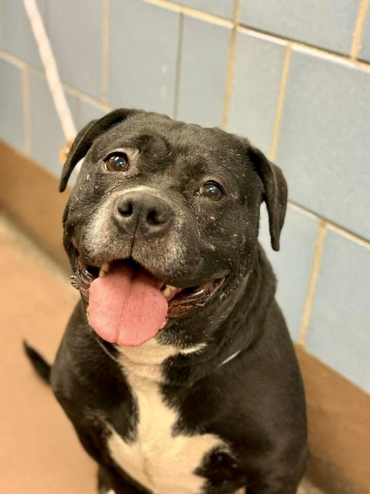 Fa La La La, a ADOPTABLE Pit Bull Terrier in Chicago, IL image 3/5