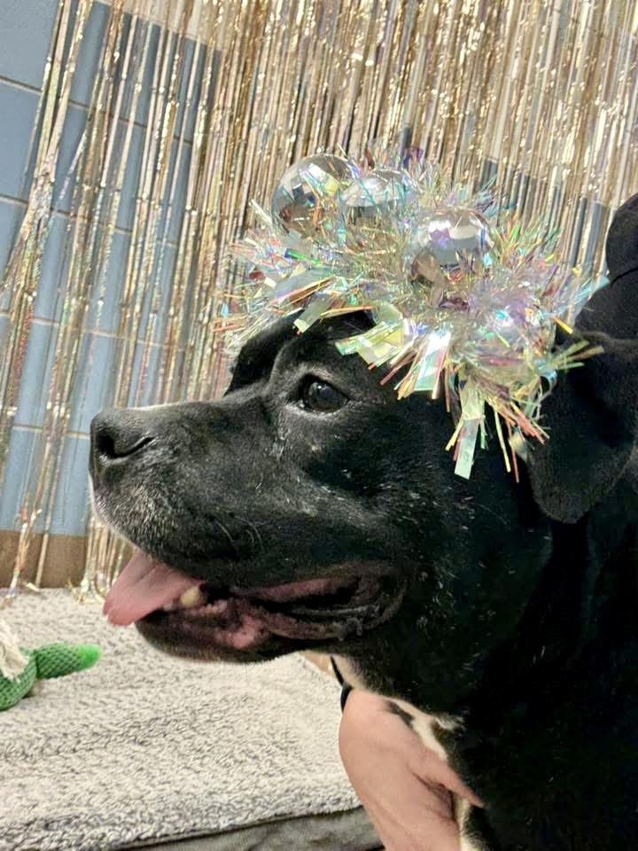 Fa La La La, a ADOPTABLE Pit Bull Terrier in Chicago, IL image 2/5