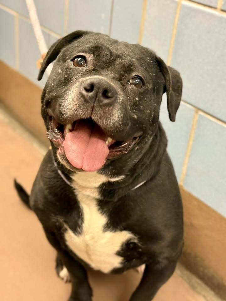 Fa La La La, ADOPTABLE, Adult Female Pit Bull Terrier.