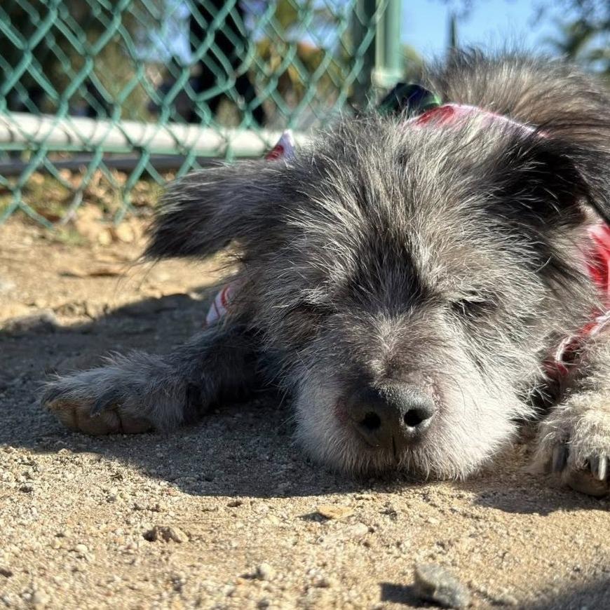 Dunkin — thumbnail 2