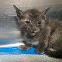 Peach, Adoptable, Kitten Female Domestic Short Hair & Domestic Short Hair.