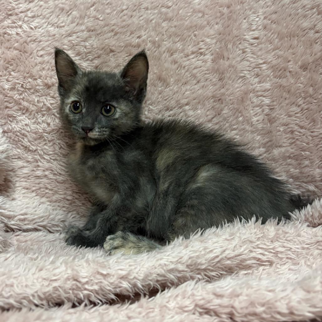 Enlarge Peach, a Adoptable mixed breed in Fort Collins, CO image 2/4