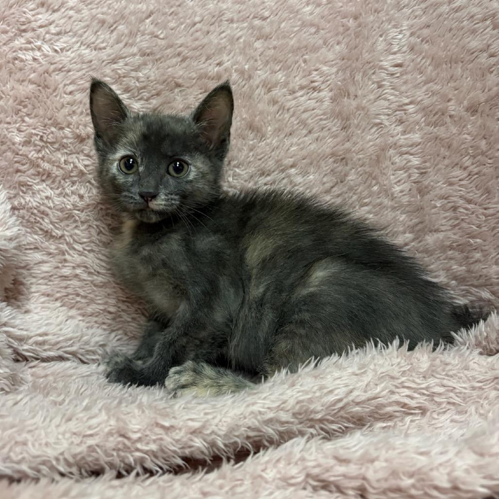 Enlarge Peach, a Adoptable mixed breed in Fort Collins, CO image 3/4
