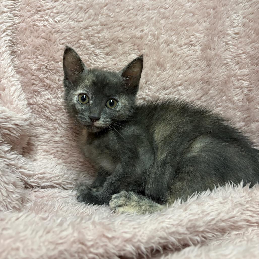 Enlarge Peach, a Adoptable mixed breed in Fort Collins, CO image 4/4
