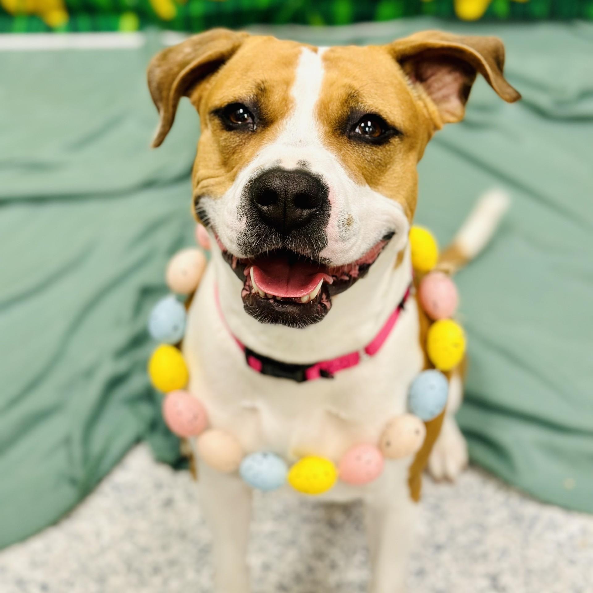 Enlarge Sarabi , an adoptable mixed breed in Manahawkin, NJ image 1/3