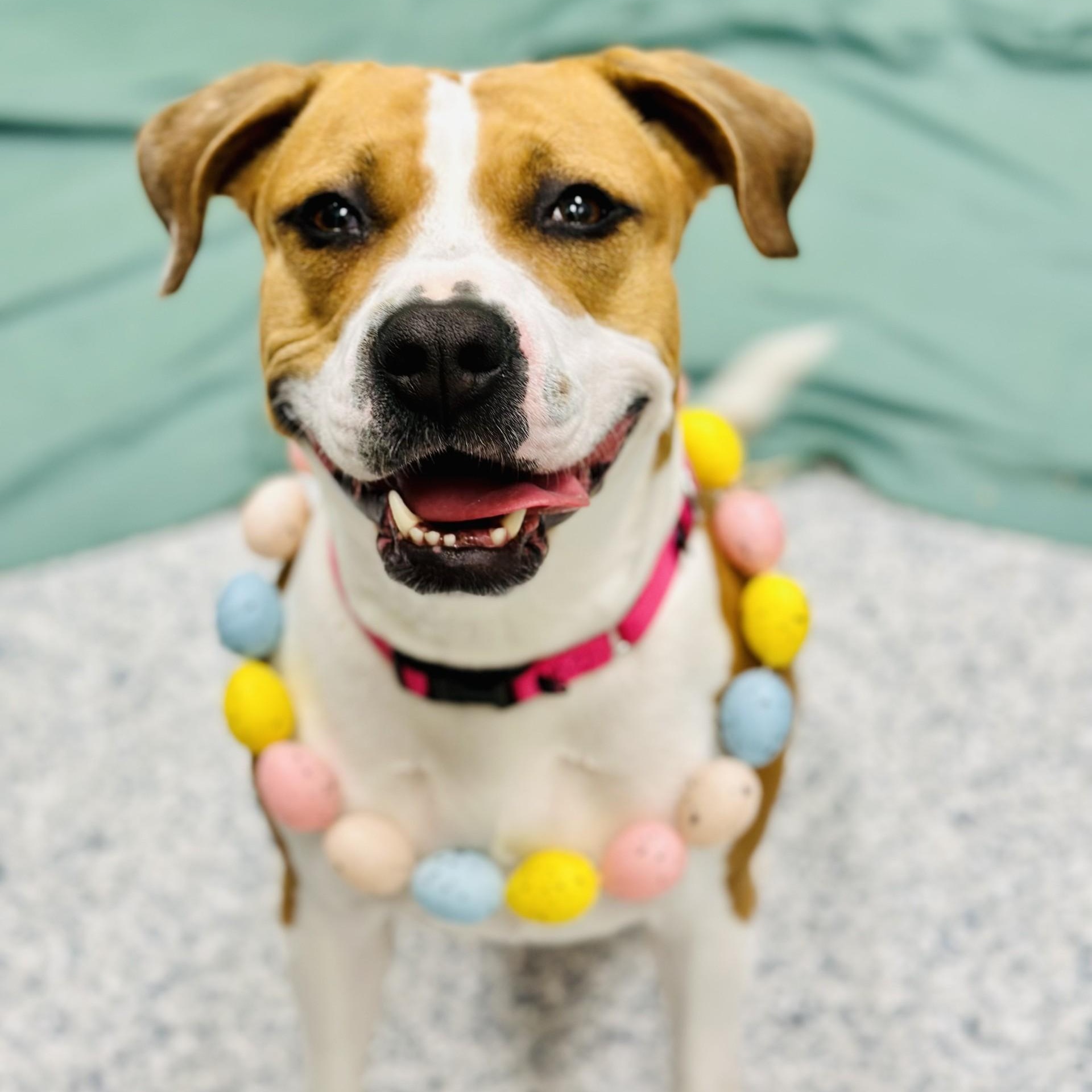 Enlarge Sarabi , an adoptable mixed breed in Manahawkin, NJ image 3/3