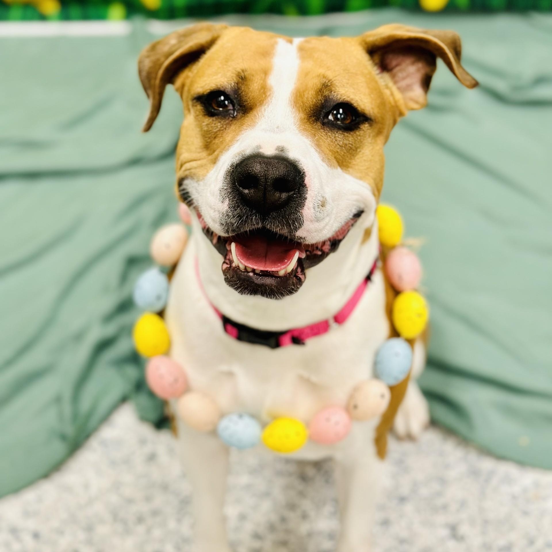 Enlarge Sarabi , an adoptable mixed breed in Manahawkin, NJ image 2/3