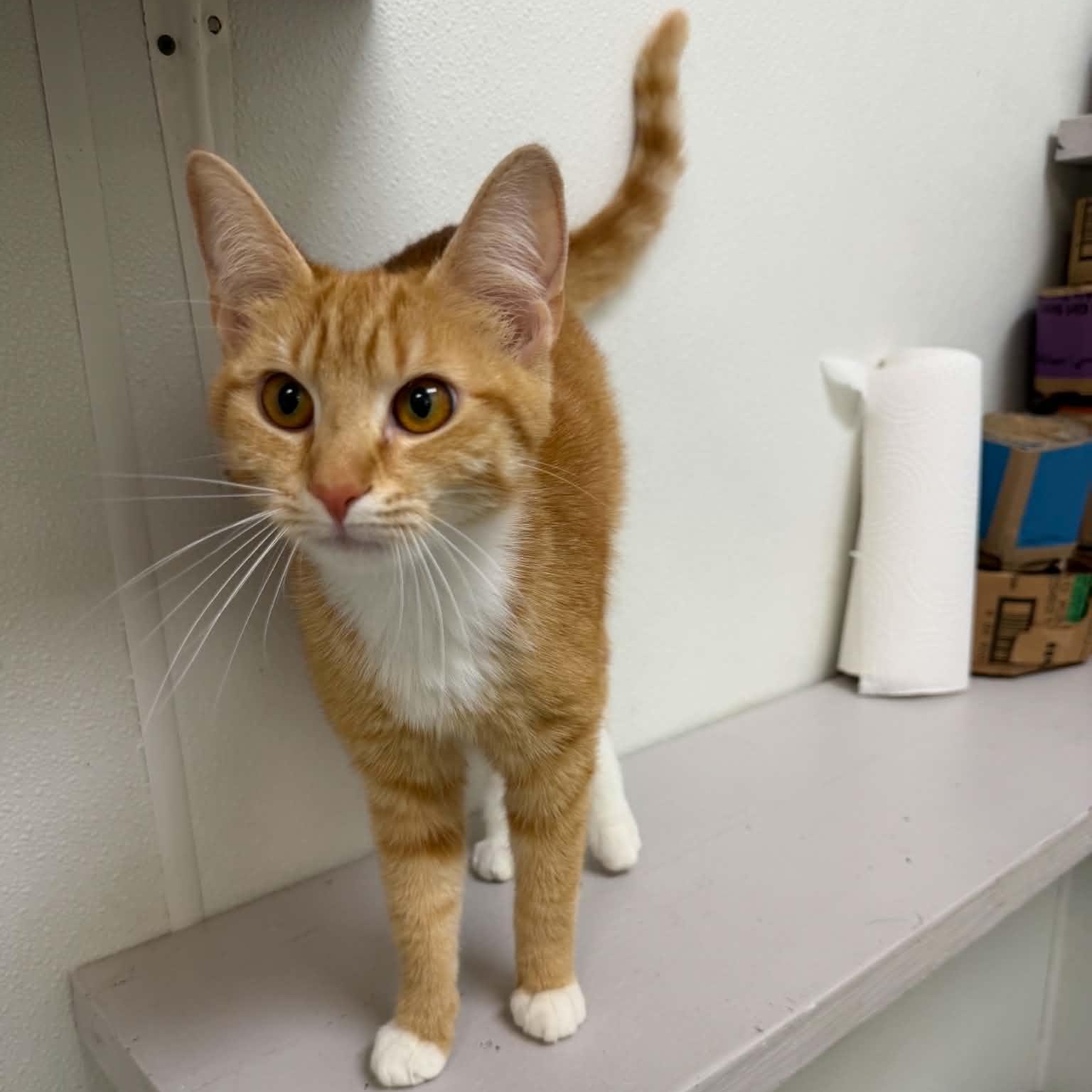 Charmander, an adopted Domestic Short Hair in Martinsville, IN image 2/2