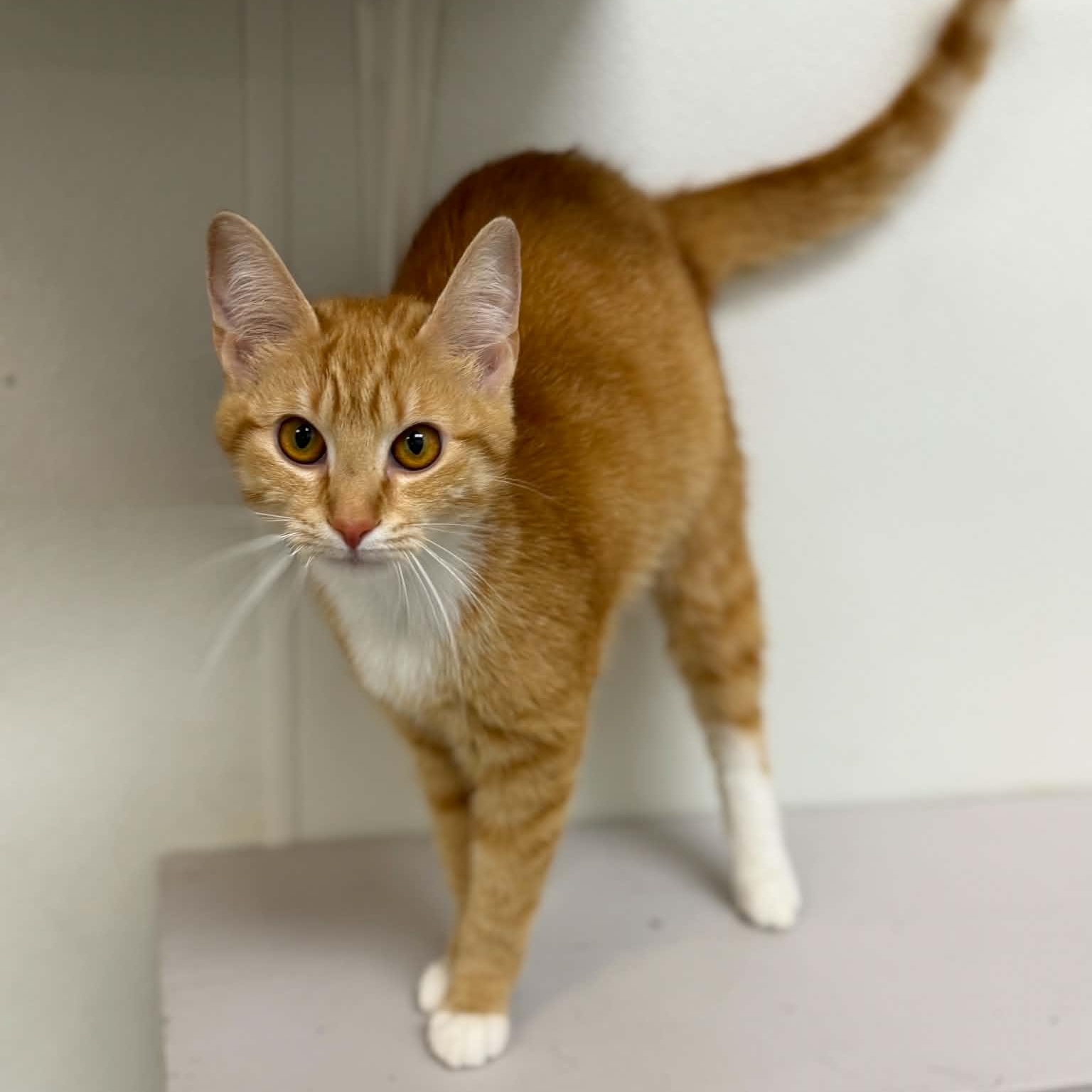 Charmander, adopted, Young Female Domestic Short Hair.