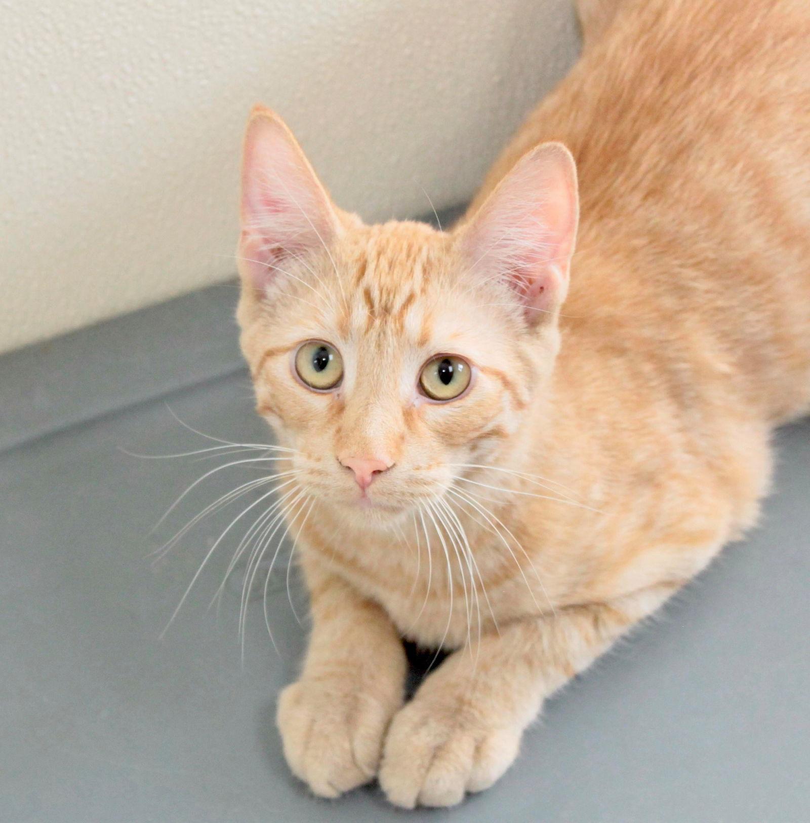 Aries, Adoptable, Young Male Tiger & Domestic Short Hair.