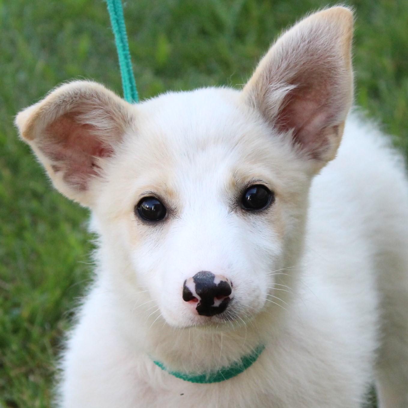 Travis, Adopted, Puppy Male Jack Russell Terrier.