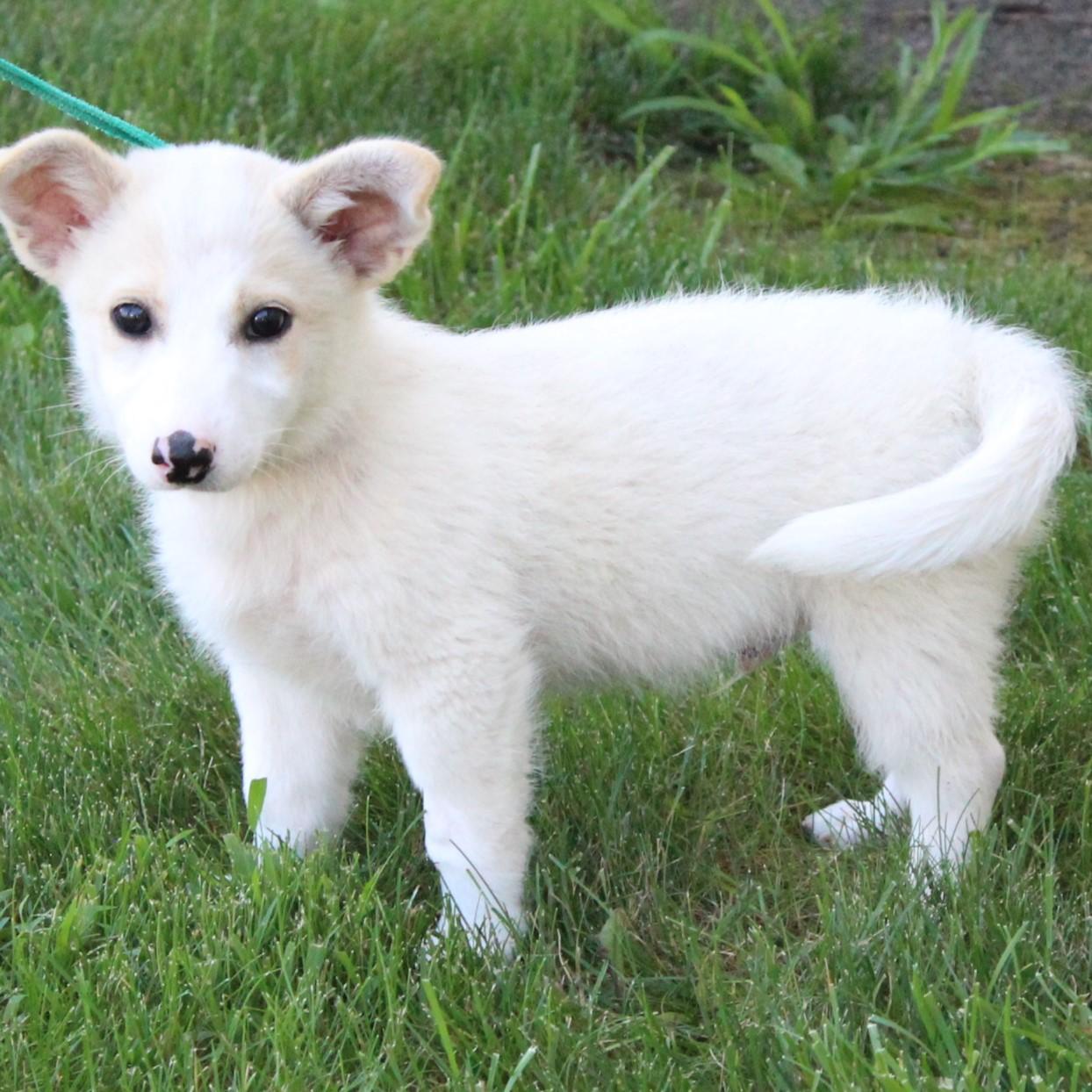 Enlarge Travis, a Adopted Jack Russell Terrier in Eaton, OH image 4/4
