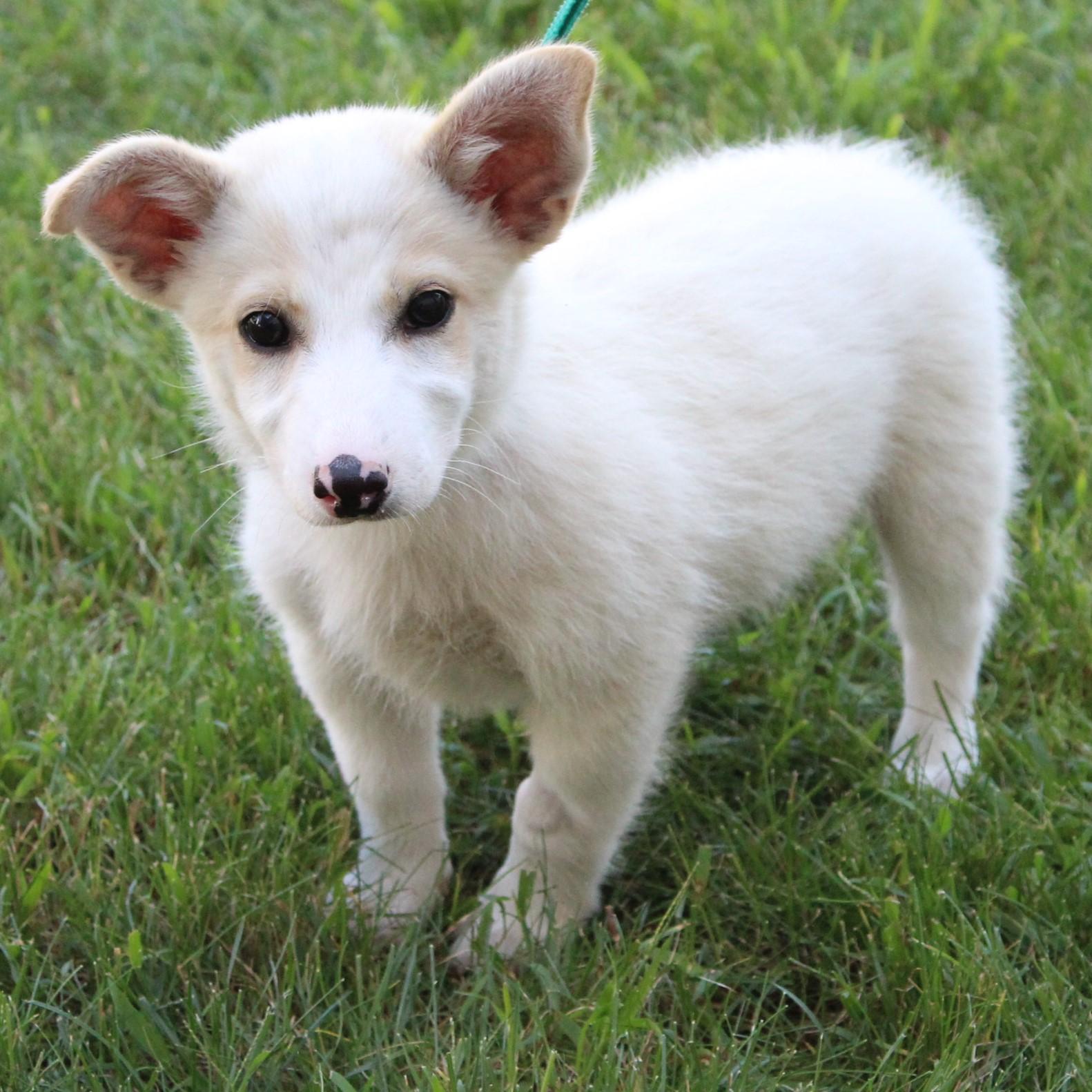 Enlarge Travis, a Adopted Jack Russell Terrier in Eaton, OH image 2/4