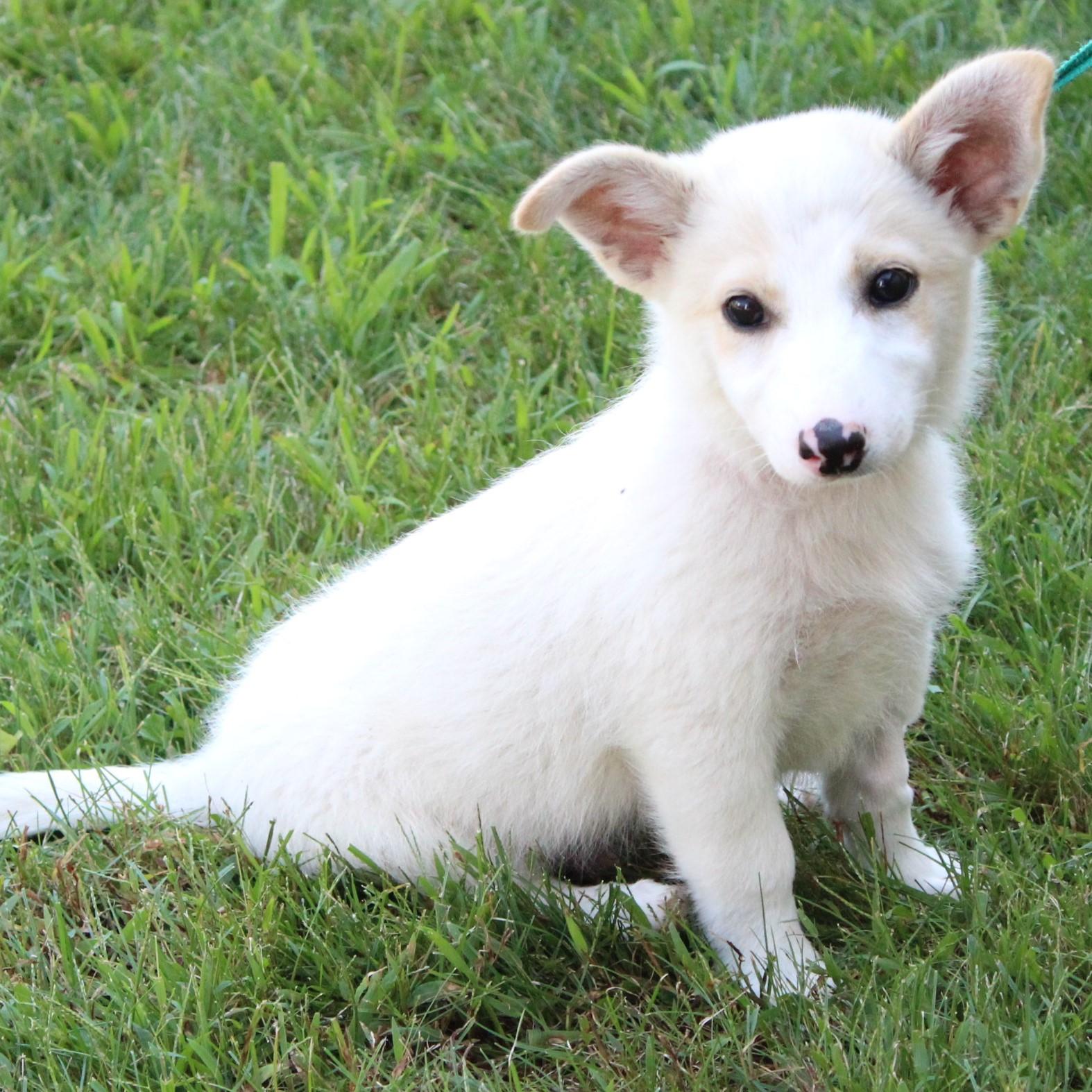 Enlarge Travis, a Adopted Jack Russell Terrier in Eaton, OH image 3/4