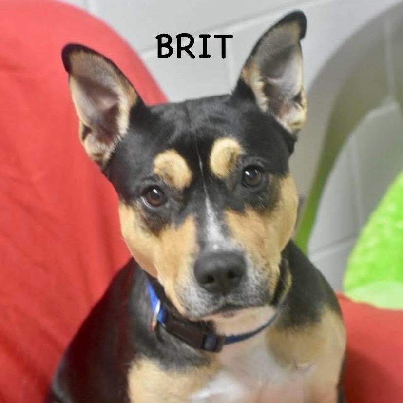 Enlarge BRIT, a ADOPTABLE mixed breed in Bowling Green, OH image 1/6