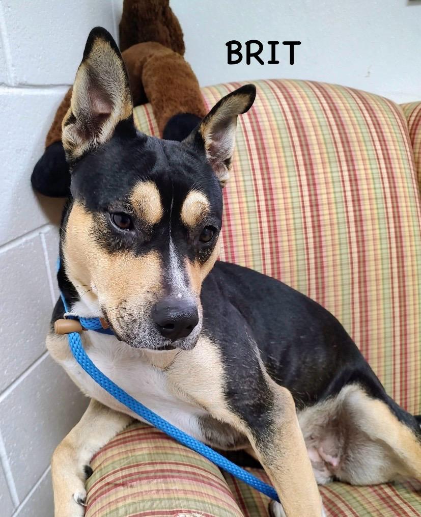 Enlarge BRIT, a ADOPTABLE mixed breed in Bowling Green, OH image 2/6
