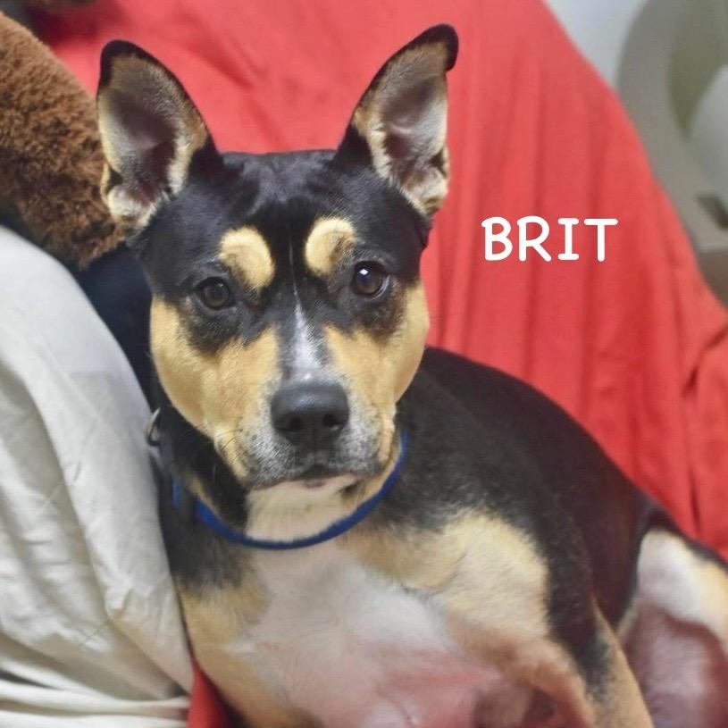 Enlarge BRIT, a ADOPTABLE mixed breed in Bowling Green, OH image 3/6
