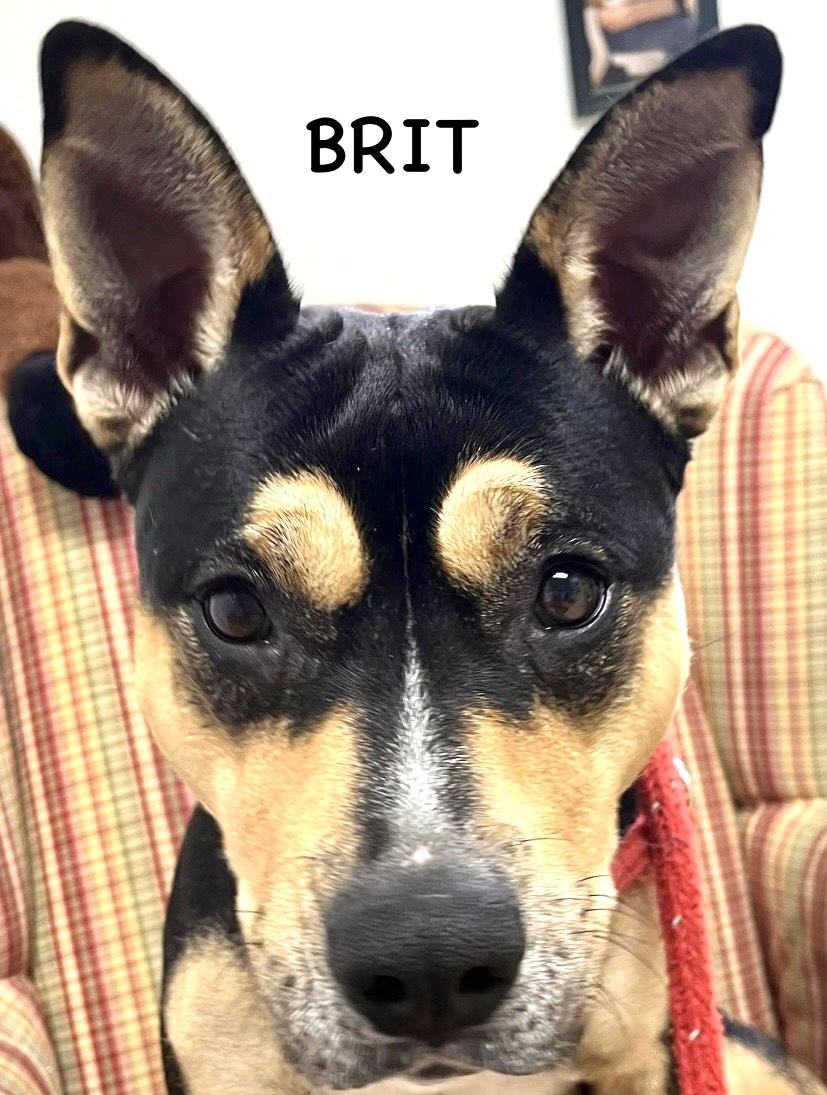 Enlarge BRIT, a ADOPTABLE mixed breed in Bowling Green, OH image 4/6