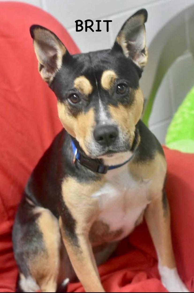 Enlarge BRIT, a ADOPTABLE mixed breed in Bowling Green, OH image 5/6