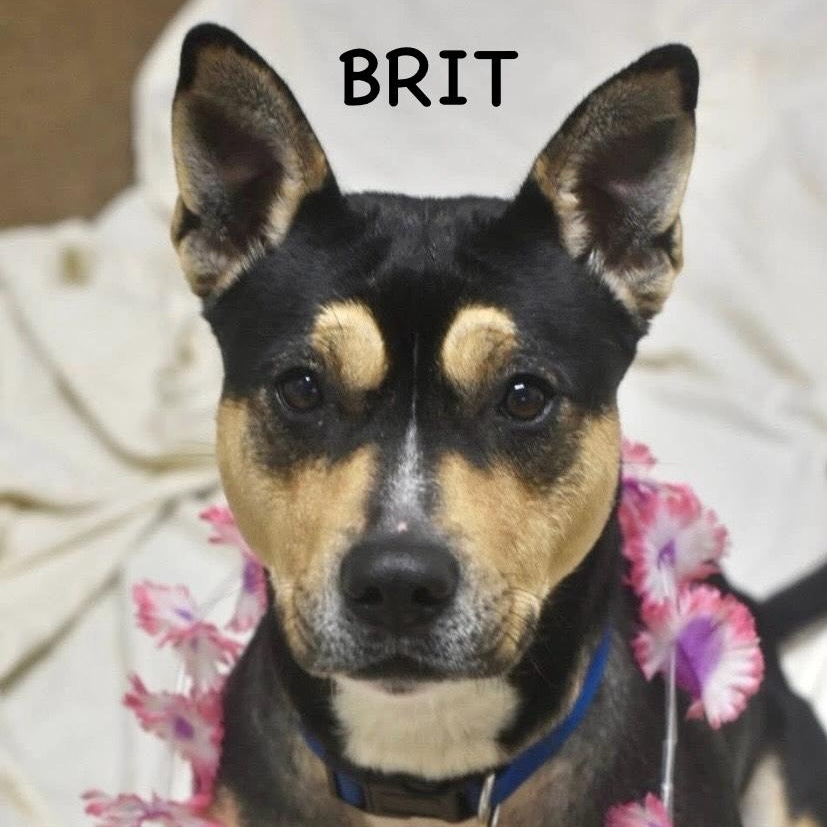 Enlarge BRIT, a ADOPTABLE mixed breed in Bowling Green, OH image 1/6