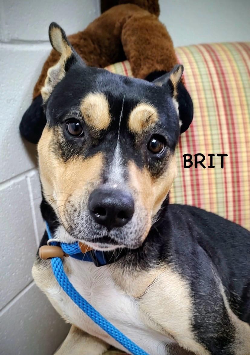 Enlarge BRIT, a ADOPTABLE mixed breed in Bowling Green, OH image 6/6
