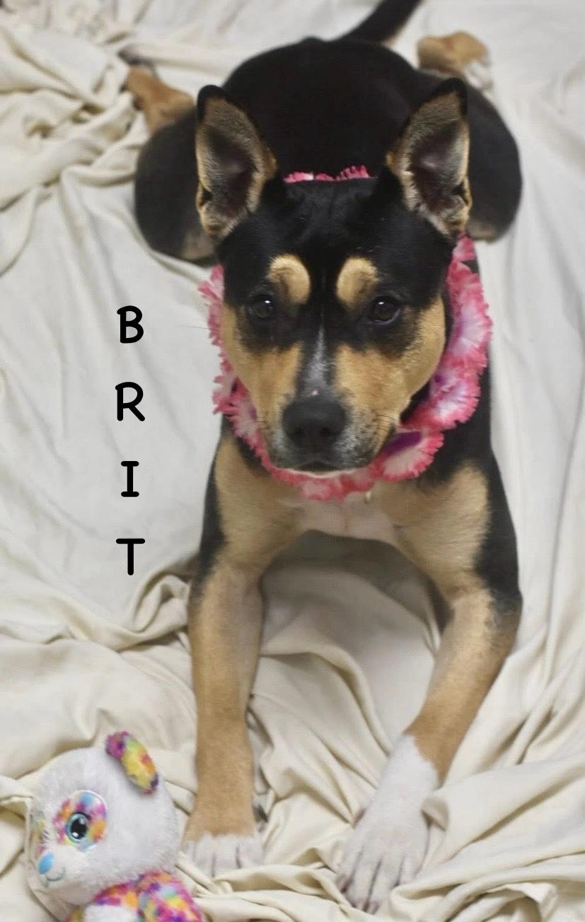 Enlarge BRIT, a ADOPTABLE mixed breed in Bowling Green, OH image 5/6