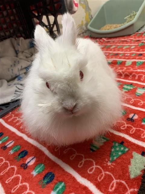 Enlarge FREYJA, a Adoptable Jersey Wooly in Fairbanks, AK image 1/1
