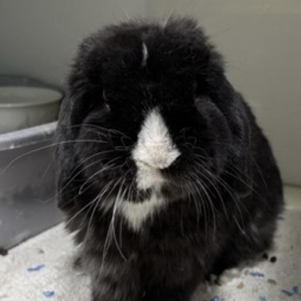 Kuro, Adoptable, Adult Male Holland Lop.