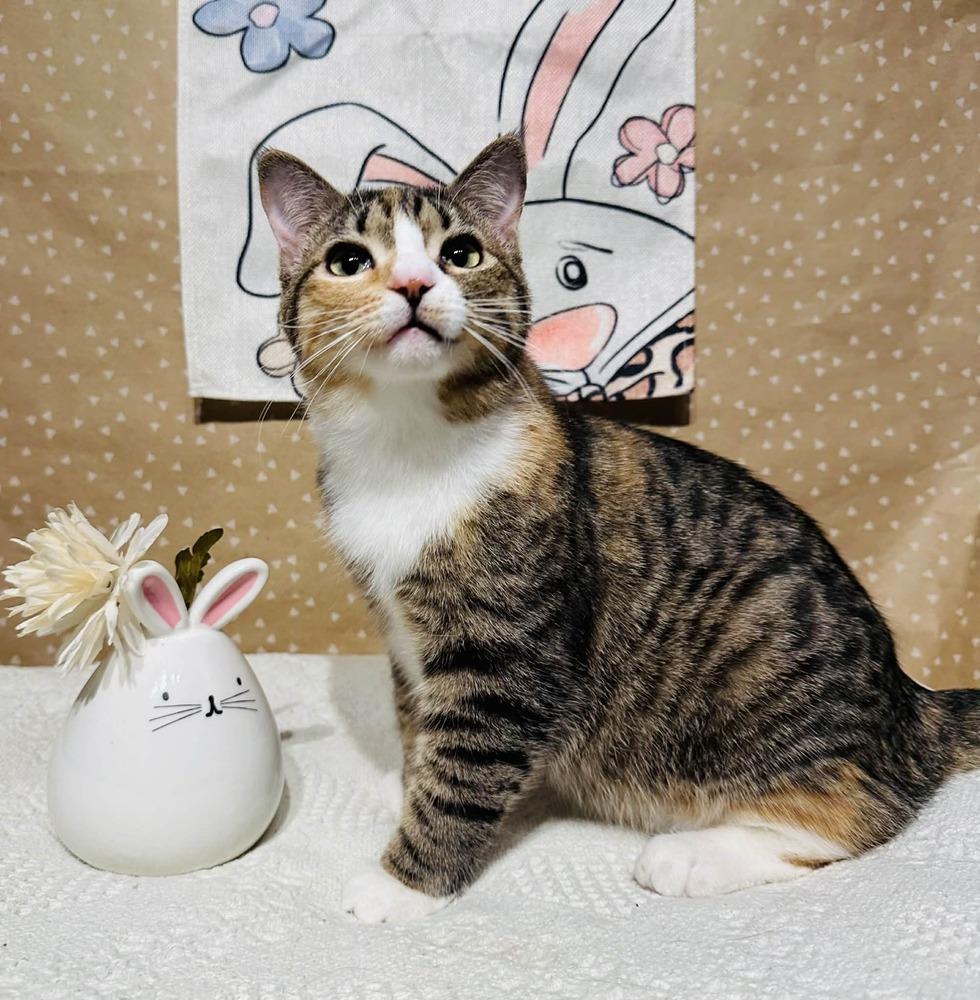 Crumbles, a Adoptable mixed breed in Groveland, MA image 1/6