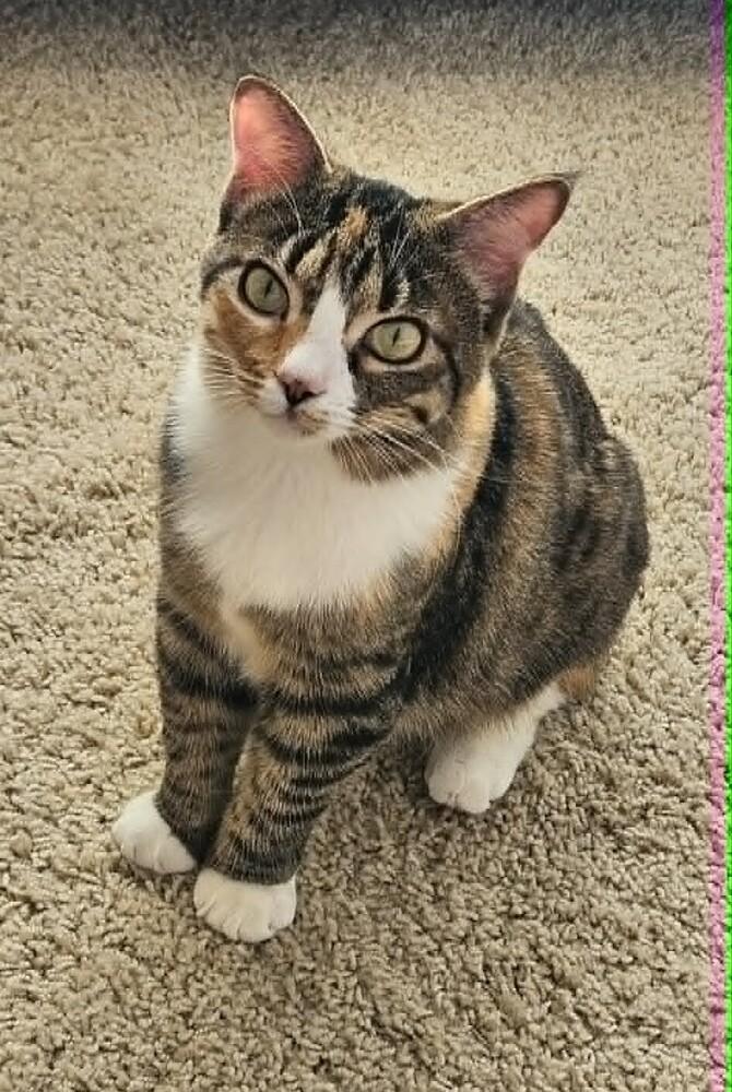 Crumbles, a Adoptable mixed breed in Groveland, MA image 2/6